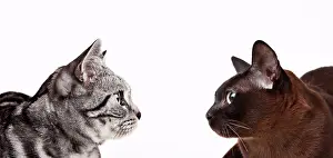 Staring Prints: Cats looking at each other, Studio