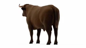 Anatomy Prints: Cattle anatomy, illustration