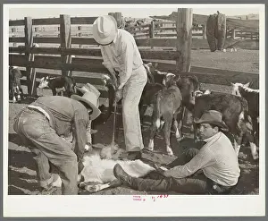 Cattle branding scene. Ranch near Marfa