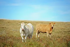 Prairie Prints: Cattle. Charolais near Beechy Saskatchewan Canada