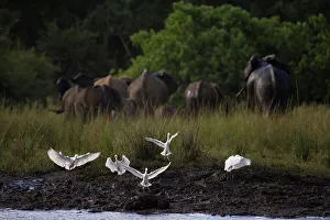 African Photograph Prints: Cattle Egret (Bubulcus ibis) with Elephant (loxodonta africana) in background