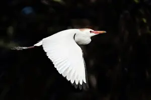 Breeding Prints: A cattle egret flying over the nesting area