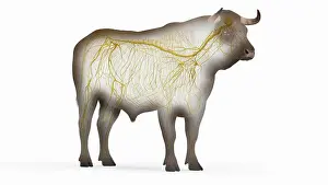 System Prints: Cattle nervous system, illustration