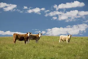 Michael Prints: cattle in a pasture with blue sky and clouds, alberta, canada