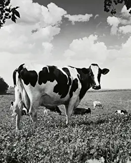Pasture Prints: Cattle standing in a field