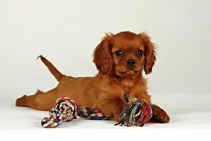 Studio Photograph Prints: Cavalier King Charles Spaniel, puppy, ruby, 11 weeks, with toys