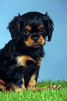 Studio Photograph Prints: Cavalier King Charles Spaniel, puppy, black-brown, 7 weeks