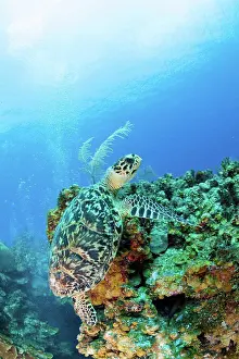 Turtle Prints: Cayman Islands, Hawksbill turtle (Eretmochelys imbriocota) at Caribbean Sea