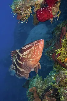 Undersea Prints: Cayman Islands, Nassau grouper (Epinephelus striatus) on reef