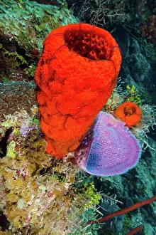 Sponge Prints: Cayman Islands, Strawberry (Mycale laxissima) and pink (Nipates digitalis) vase sponge