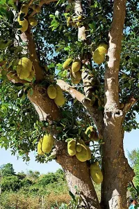 Vietnamese Prints: Cempedak (Artocarpus integer) tree, Cempedak tree, Vietnam, Southeast Asia, Asia
