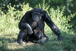 Worlds Prints: Central African Chimpanzee (Pan t. troglodytes), adult and infant, native to Africa