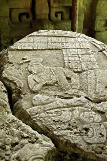 Figures Prints: Central America, Belize, Chiquibul Forest Reserve