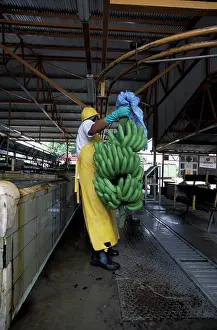 Cindy Miller Hopkins Prints: Central America, Costa Rica, Banana Plantation