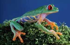 Vibrant Color Prints: Central America, Red-eyed Tree Frog (Agalychinis calidryas)