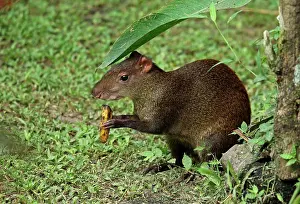 Rainforests Prints: Central American Agouti (Dasyprocta punctata) adult
