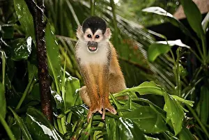 Extinction Prints: Central American Squirrel Monkey