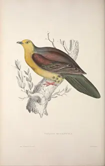 Wings Prints: A Century of Birds from the Himalaya Mountains London