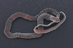 Physiology Prints: A cestode, a parasitic tapeworm