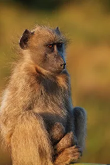 Vertical Photograph Prints: Chacma Baboon Papio ursinus}. Kruger National Park