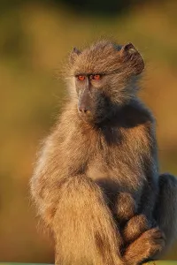 Vertical Photograph Prints: Chacma Baboon Papio ursinus}. Kruger National Park