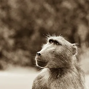 Animal Mouth Prints: Chacma baboon (Papio ursinus), Timbavati Game Reserve