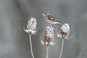 Weather Prints: Chaffinch (Fringilla coelebs) adult male