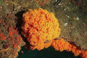 Underwater Prints: Chalice coral (Dendrophyllia), Aliwal Shoal dive site