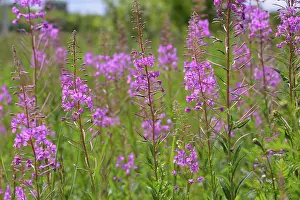 Projects Prints: Chamaenerion angustifolium - Fireweed blooms profusely in the field Chamaenerion angustifolium - Fireweed blooms