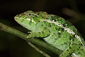 East Africa Prints: Chameleon (Calumma amber) on branch