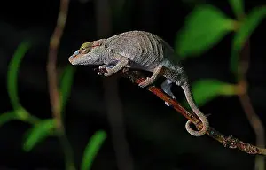 East Africa Prints: Chameleon (calumma vohibola) in the rainforests of eastern Madagascar
