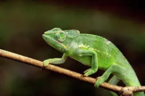 Afrasia Prints: Chameleon Mayotte returning his eyeball