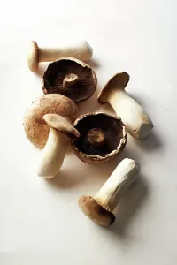 Objekt Prints: champignons, shiitake, angerling