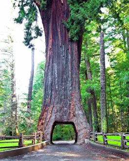 Unitedstates Prints: Chandelier Drive Thru Redwood Tree