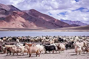 Mammalian Prints: Changthangi or Changpa (Pashmina) goats, Ladakh, India, Asia
