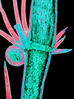 Magnification Prints: Chara algae showing stem with oogonium and antheridiium, magnification 40x, image enhanced