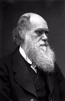 History Images Prints: Charles Robert Darwin, FRS (12 February 1809 - 19 April 1882) was an English naturalist and geologist