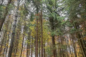 Calm Prints: Charming fall forest with thin tall trees and shed golden leaves
