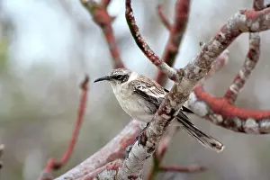 Ecuador Prints: Chatham Mockingbird, San Christobal Mockingbird
