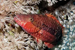 Soft Corals Prints: Cheek-lined wrasse (Oxycheilinus digramma) hiding in Xenia coral (Xenia sp)