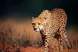 Animal Prints: Cheetah