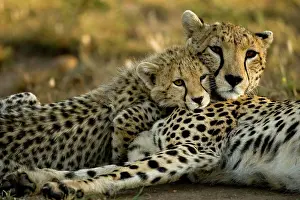 Carnivorous Prints: Cheetah, Acinonyx jubatus, with cub in the Masai Mara GR, Kenya