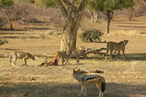 Impala Prints: Cheetah (Acinonyx jubatus) female and cubs feeding on an Impala (Aepyceros melampus melampus)