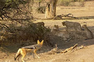 Impala Prints: Cheetah (Acinonyx jubatus) female and cubs feeding on an Impala (Aepyceros melampus melampus)