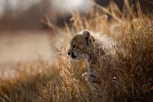 Predatior Prints: Cheetah (Acinonyx jubatus)). Hoedspruit Conservation Centre
