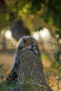 Vertical Photograph Prints: Cheetah (Acinonyx jubatus)). Hoedspruit Conservation Centre