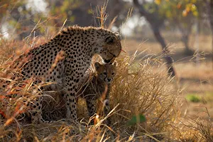 Cheetah (Acinonyx jubatus)). Hoedspruit Conservation Centre