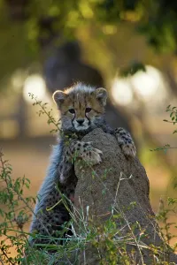 Vertical Photograph Prints: Cheetah (Acinonyx jubatus)). Hoedspruit Conservation Centre