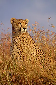 Cats Prints: Cheetah (Acinonyx jubatus). Maasai Mara, Kenya, Africa