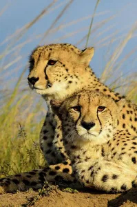Zulu Kingdom Prints: Cheetah (Acinonyx jubatus). Phinda / Munyawana / Zuka Game Reserve